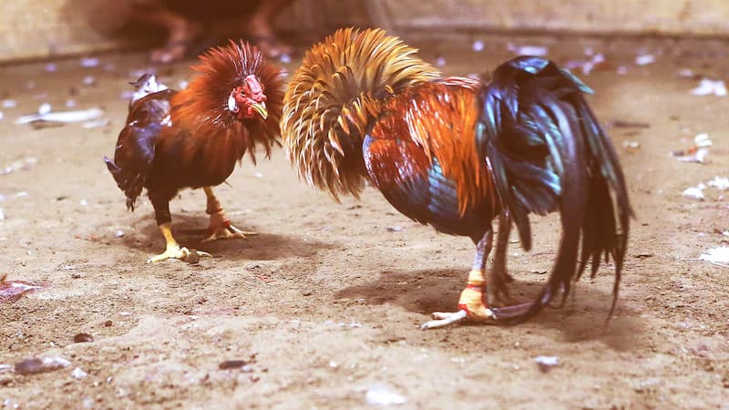 Chuẩn bị kỹ lưỡng cho chiến kê trước 3 ngày diễn ra trận đấu