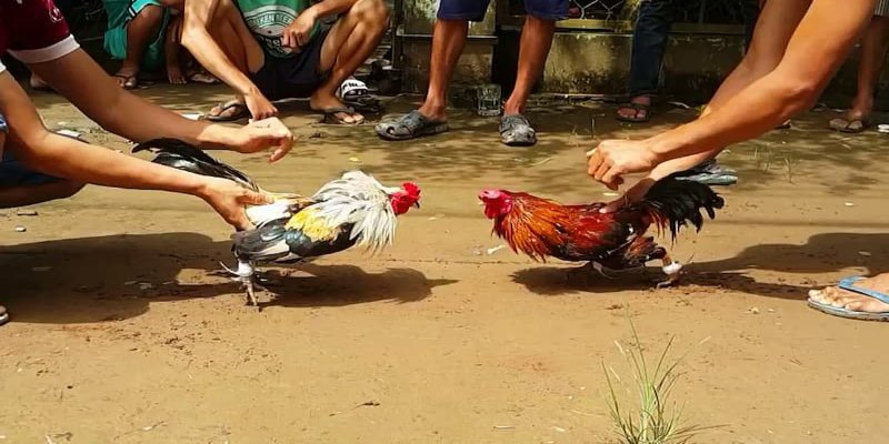 Cần lưu ý gì trong quá trình luyện tập của chiến kê?