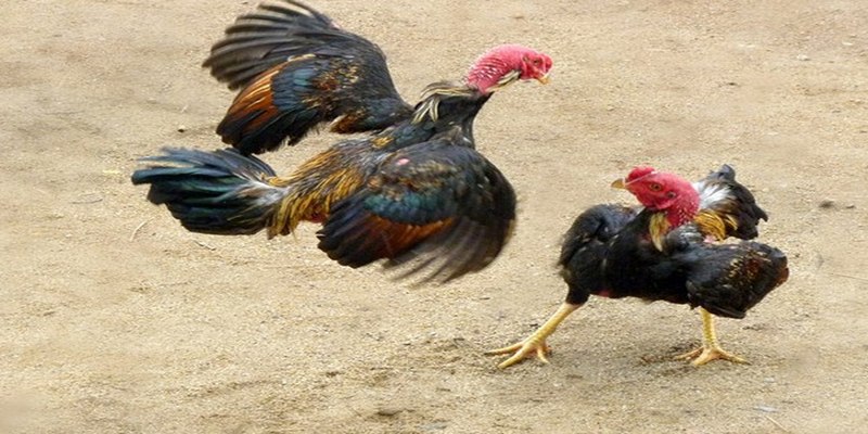 Chọn gà có ba hàng vảy cần dựa trên nhiều tiêu chí