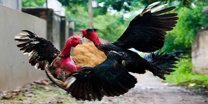 Một số lưu khí chơi gà chọi