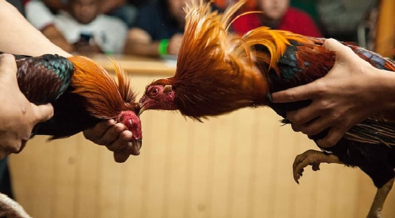 Phong cách chiến đấu gà Peru