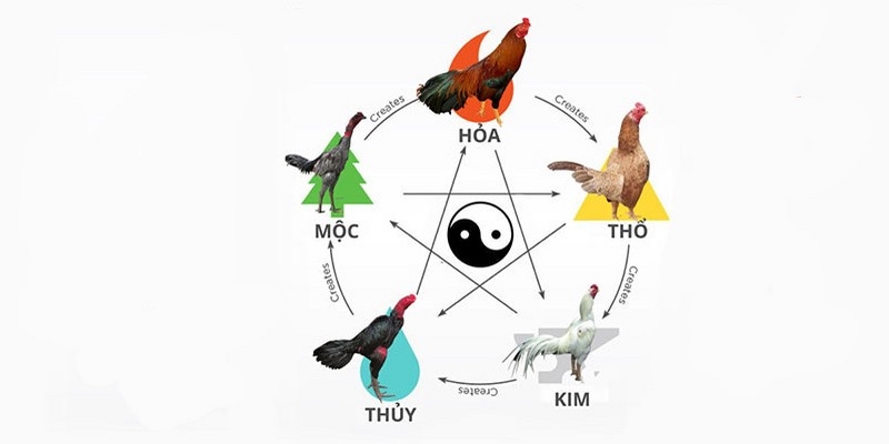 Màu mạng của gà đá tương sinh