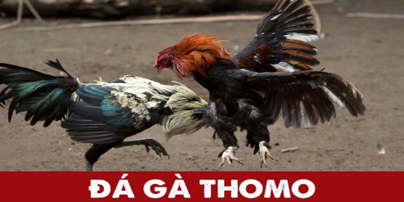 Đôi nét về Trường gà Casino trên thị trường