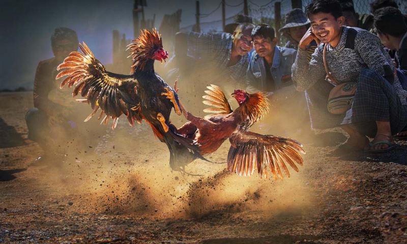 Các quy định tại sân chơi Savan