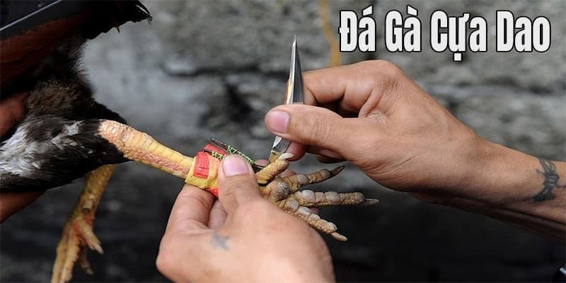 Đá gà sử dụng cựa dao là gì?
