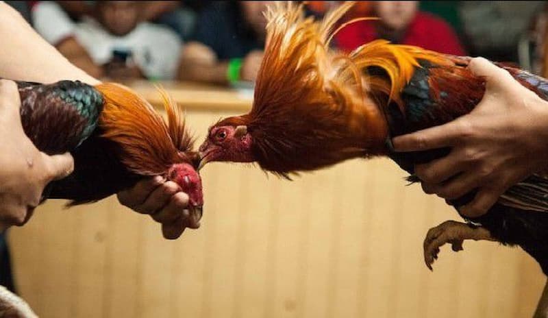 Kinh Nghiệm Để Anh Em Chơi Đá Gà