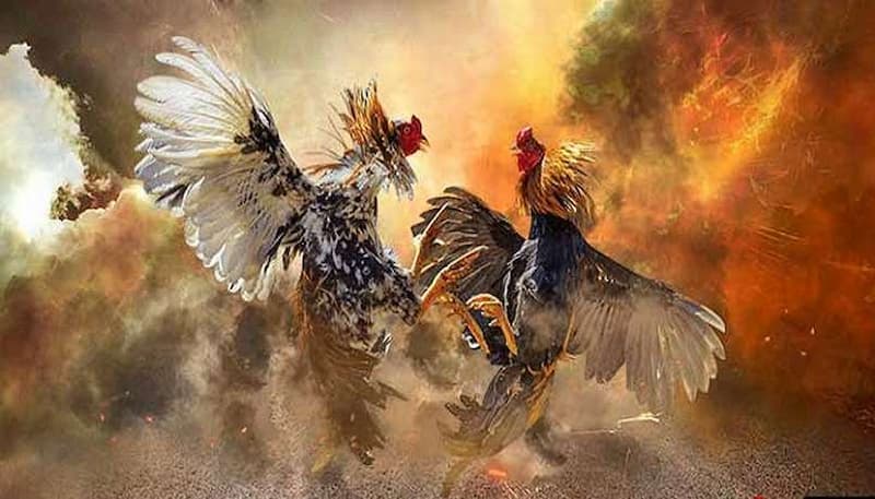 Tỷ Lệ Thành Công Của Đá Gà Hàng Xáo