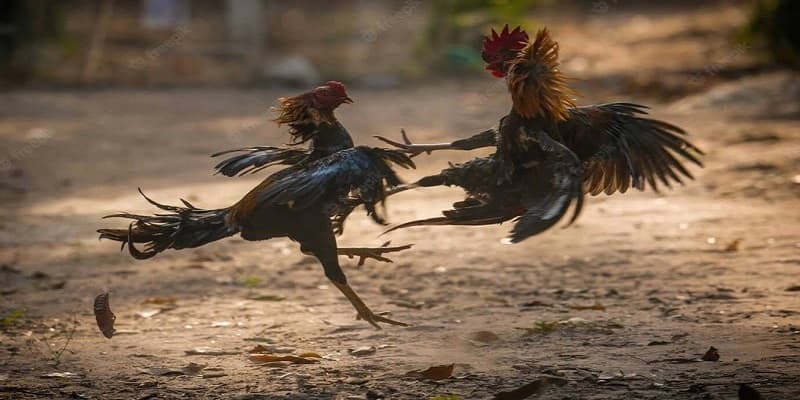 Gà đá đang trong trận