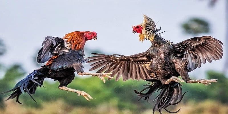 Xem đá gà trên mạng