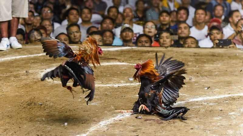 Tìm hiểu về đá gà